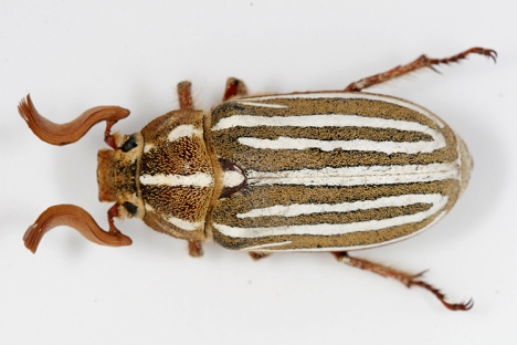 June Beetle Polyphylla decimlineata